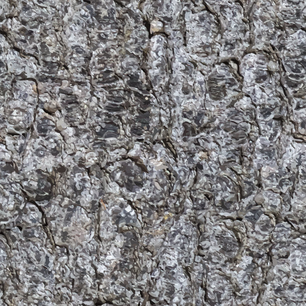 杉树树干上无缝的树皮图片下载