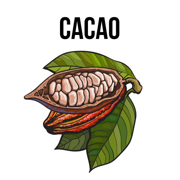 手工绘制的整个和一半的可可水果与叶子图片下载