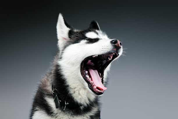 画室里西伯利亚哈士奇的肖像。特写镜头。图片下载