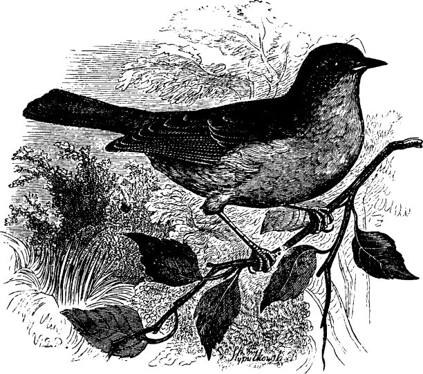 篱雀或篱雀或栖息的鸟图片下载