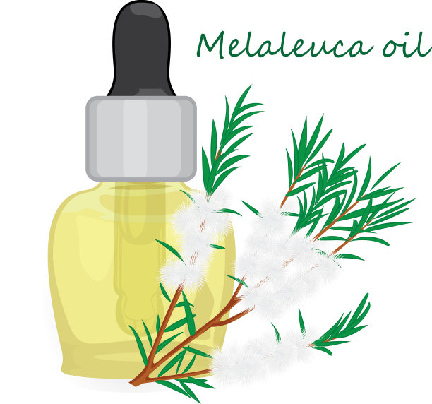 白千层属灌木植物精油图片下载