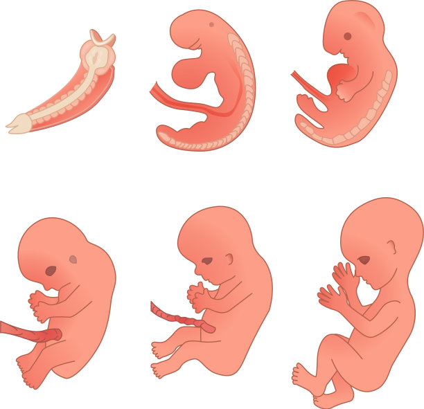 人类胚胎图片下载