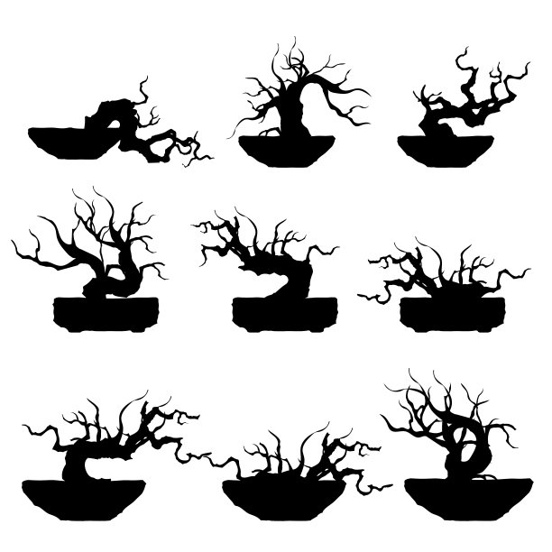 盆景树日本和中国树图片下载