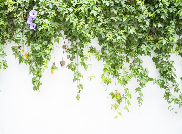 以牵牛花为背景的绿色墙壁图片下载