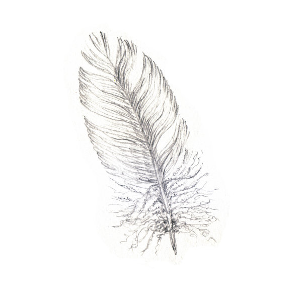 轻的、轻盈的、失重的鸟羽毛图片下载