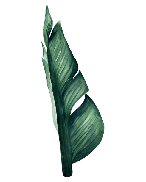 水彩手绘绿色香蕉树的叶子。图片下载