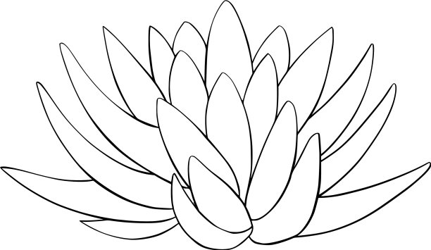 莲子百合水图片下载