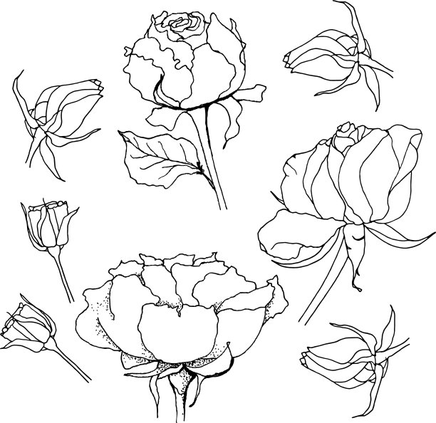 玫瑰线在白色上图片下载