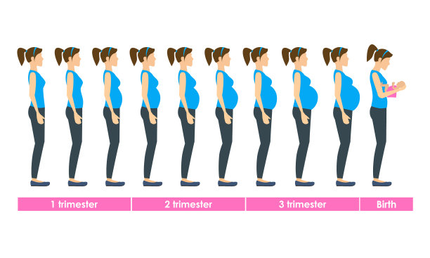 卡通怀孕阶段和出生设定图片下载