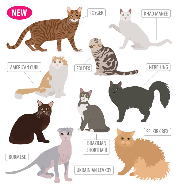 猫品种图标扁平风格白色背景图片下载