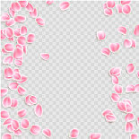粉红色花瓣孤立在透明的背景上图片下载