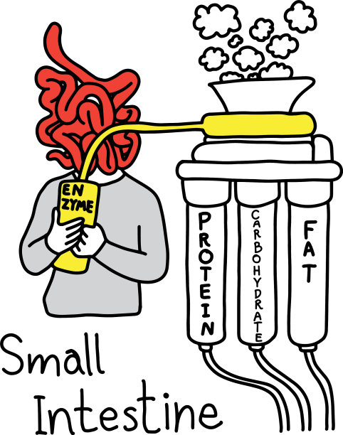 比喻小肠的功能图片下载