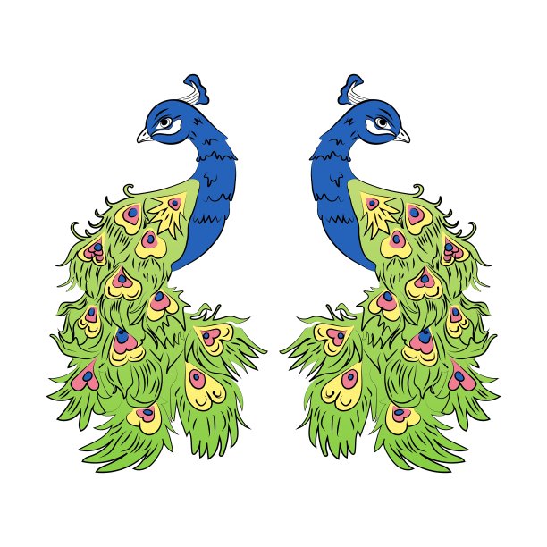 白色背景上的彩色孔雀图片下载