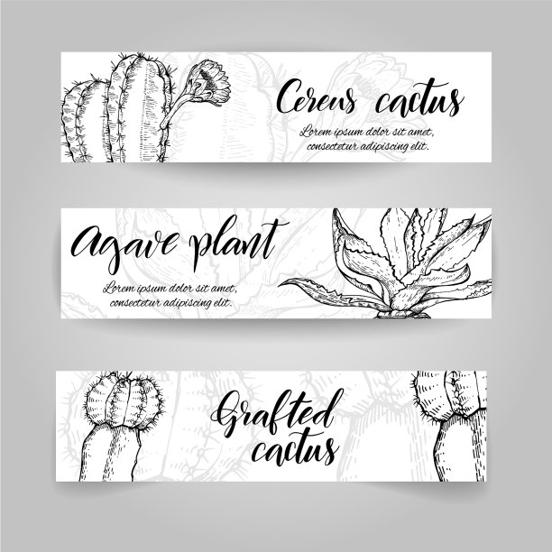 手绘仙人掌图片下载