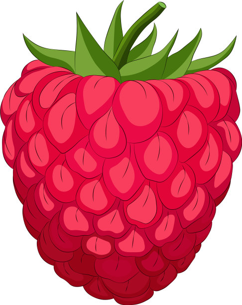 在白色背景上孤立的树莓图片下载