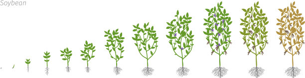 大豆甘氨酸最大生长期图片下载