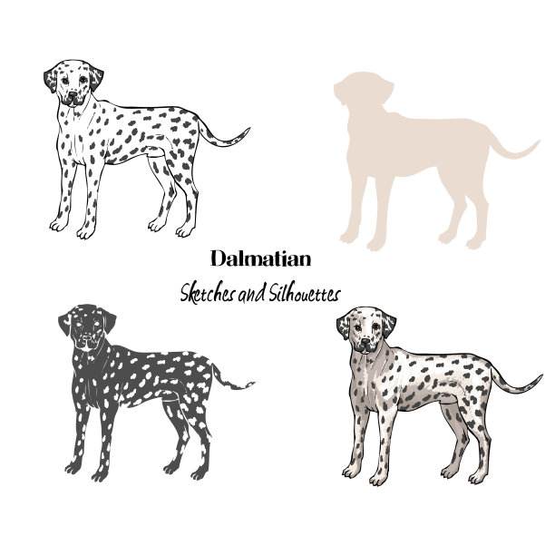 手绘达尔马提亚草图图片下载