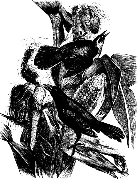 乌鸦黑鸟的图片下载