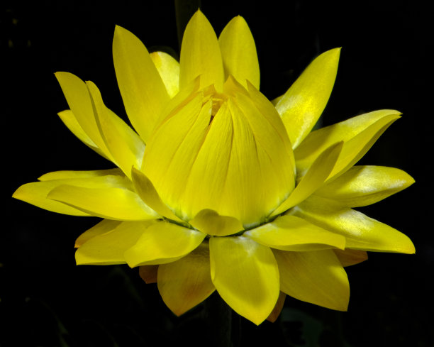 蜡菊Bracteatum图片下载