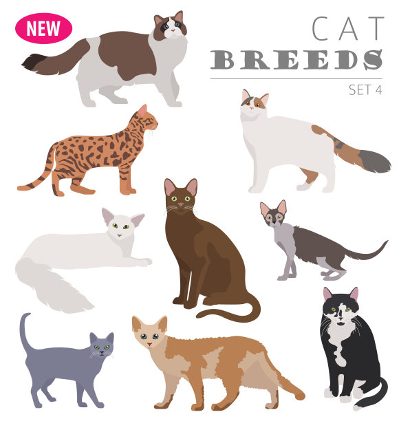 猫品种图标扁平风格白色背景图片下载