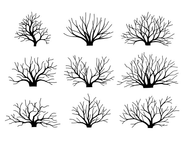 想象没有树叶的灌木丛落在秋天图片下载