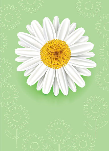 白色背景下的花朵特写镜头图片下载