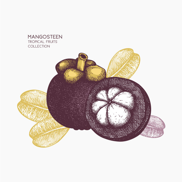 紫色的山竹果图片下载