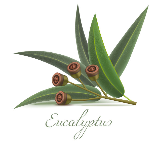 写实风格的桉树枝图片下载