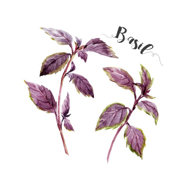 水彩手绘罗勒图片下载