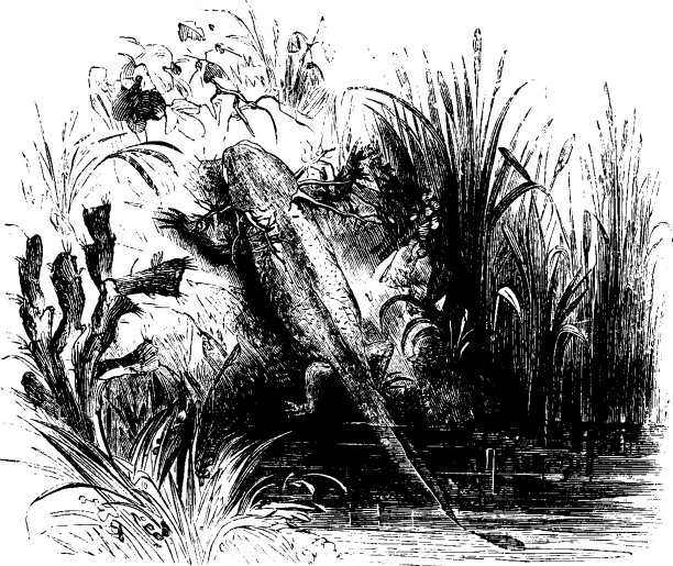 axolotl复古图片下载