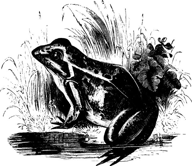 常见的青蛙的图片下载