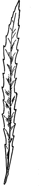 长叶柳叶陈年图片下载