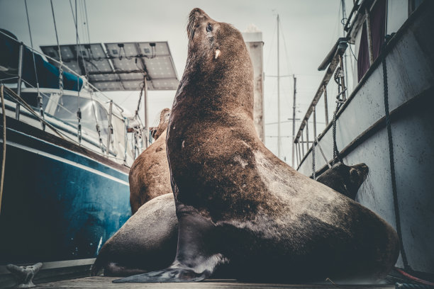 海狮拉伸图片下载
