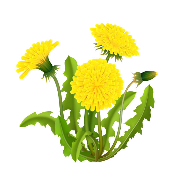 蒲公英灌木现实孤立图片下载