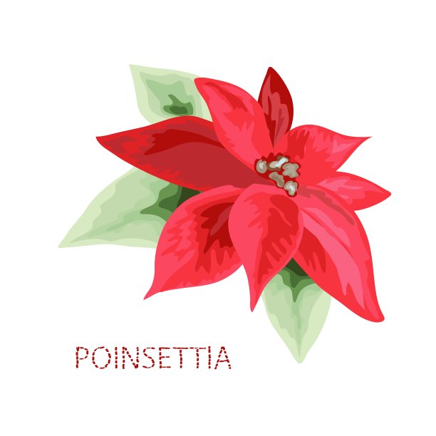 手绘一品红图片下载