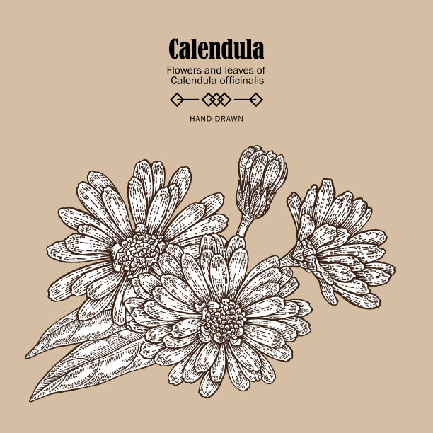 手画金盏花中草药图片下载