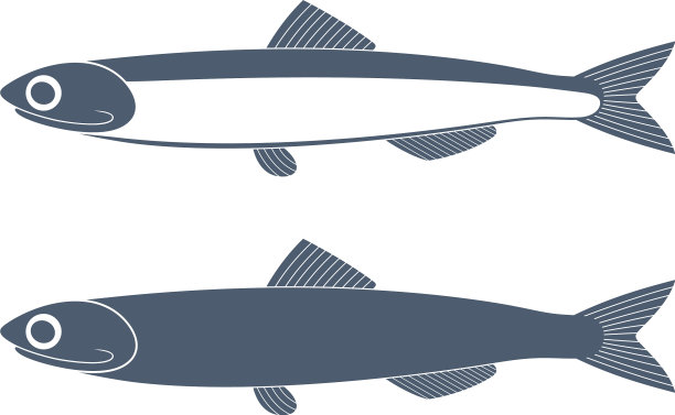 鳀鱼图片下载