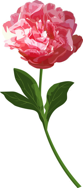 红牡丹花孤立草本图片下载