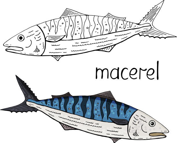 手绘金枪鱼黑白和颜色图片下载