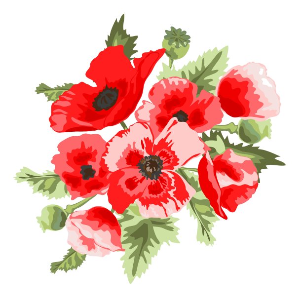 罂粟花的气味图片下载