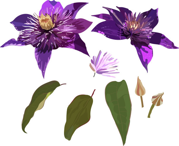 铁线莲是紫色的花和叶图片下载