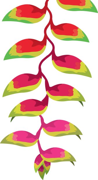 天堂鸟之花图片下载