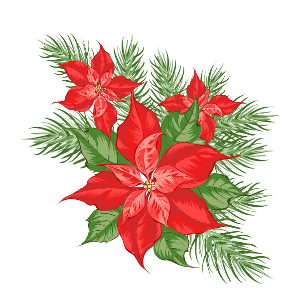 红色一品红花的成分孤立图片下载