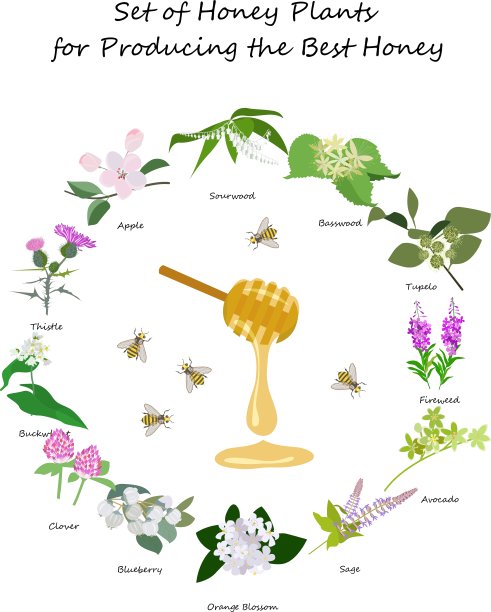 蜂蜜普兰蒂组图片下载