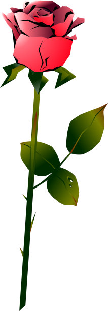 玫瑰图片下载