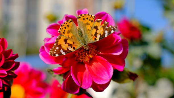 蝴蝶坐在一朵花上图片下载