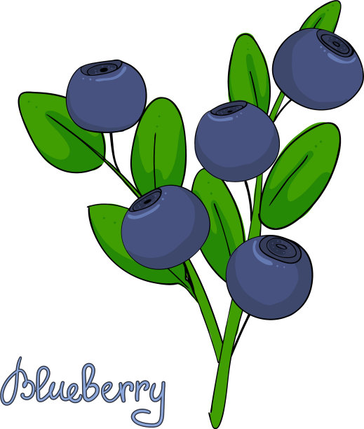 小枝蓝莓叶和浆果图片下载