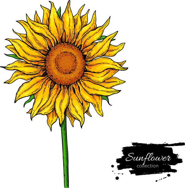 向日葵花手绘图片下载