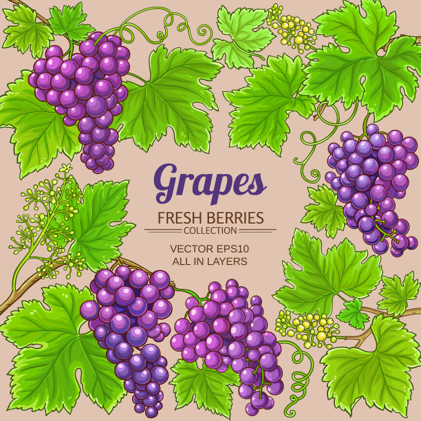 葡萄枝框架上的颜色背景图片下载