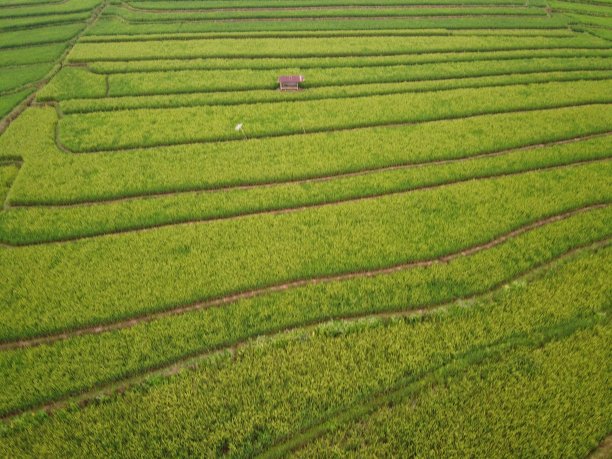 这是印尼中爪哇三宝垄市农田景观的空中全景图图片下载